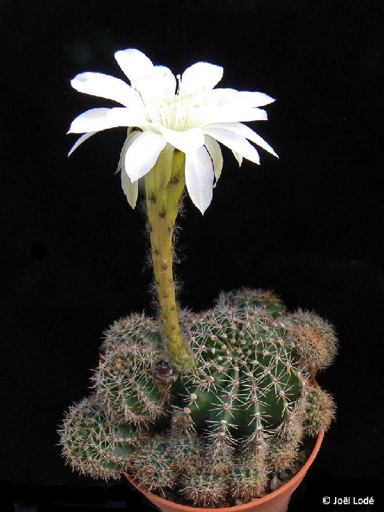 Echinopsis albispinosa ex fischeri JLcoll1413